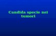 Candida specie nei tumori. Candida specie nei pazienti oncologici: problema irrisolto.
