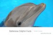 Bottlenose dolphin Facts