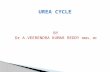 Urea cycle for Medical students  Dr veerendra