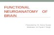 Functional neuroanatomy    of brain