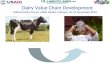 Dairy Value Chain Development