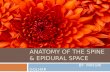 Anatomy of the spine and epidural space