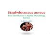 Staphylococcus aureus basic exercise