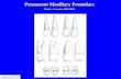 15 16-maxillary-premolars-20