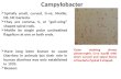 Campylobacter & helicobacter dr. negi