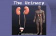 Urinary patho 2014
