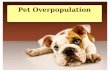 Pet overpopulation speech slides