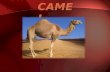 Camel presentation