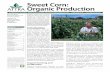 Sweet Corn: Organic Production