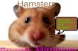 Hamsters by Brynne M.