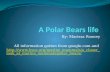 A Polar Bears Life