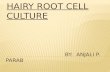 Hairy root cell culture
