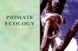 233 primate ecology