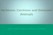 Herbivore, carnivore and omnivore animals