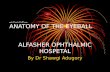 Anatomy of the eyeball  - dr Shawgi Adugory