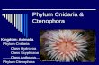 10. Phyla Cnidaria and Ctenophora