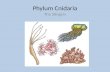 8 phylum cnidaria