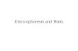 Biotech 2011-06-electrophoresis-blots