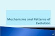 Mechanisms and patterns  of evolution