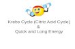 Kr ebs cycle and anaerobic respiration