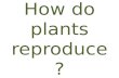 How do plants reproduce