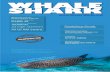 Whale Shark Infographic