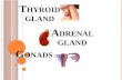 Thyroid gland,Adrenal gland and Gonads