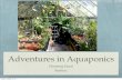 Adventures in Aquaponics