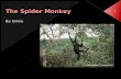 The spider monkey[1]