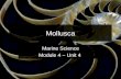 Marine Mollusks