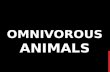 Omnivorous animals in English