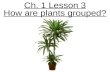 3rd grade-Ch. 1 Lesson 3 How are plants grouped?