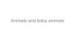 Animals And Baby Animals Powerpoint