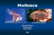 Mollusca 10-8 alex, pavel, stoyan