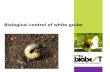 Biological control of white grubs