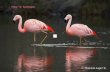 Rosa y cristina the flamingos