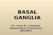 Anatomy of basal ganglia