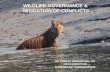 Wildlife governance and mitigation of conflicts