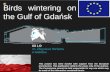 Birds wintering on the gulf of gdańsk   comenius project