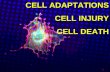 Minarcik robbins 2013_ch1-cell