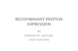 Recombinant protein expression seminar paper