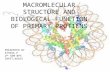 Macromolecular structure and biological function of primary protiens