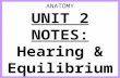 Anatomy unit 2 nervous system hearing notes
