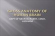 Gross anatomy of human brain