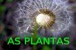 As plantas (primaria)