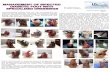 EWMA 2014 - EP499 MANAGEMENT OF AN INFECTED DIABETIC FOOT WITH SPECIALIZED DRESSINGS OBJECTIVE