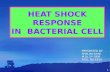 Heat shock response   major seminar