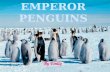 Emperor penguins by emily