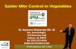 Spider mite control in vegetables 2013