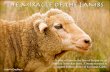 The Miracle of the Lambs: Adoptasheep Greetings Cards